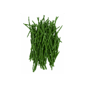 Queller / Seealgen 150g