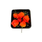 Chili Carolina Reaper 50g
