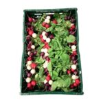 Radieschen Rainbow 15 Bund