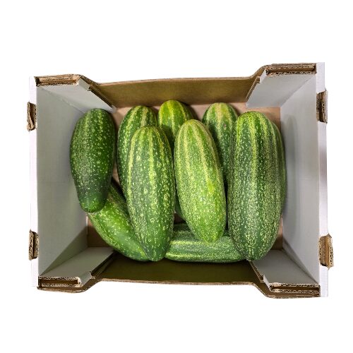 Gurken Schmorgurke 6kg Saisonaler Artikel – Bild 1