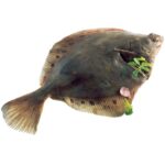 Scholle MSC frisch ausgenommen mit Kopf 300-400g 2,5kg FRISCH