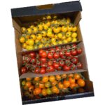 Tomaten Cherrystrauch bunt