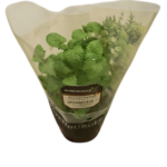 Zitronenmelisse Topf